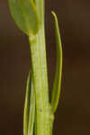 Baldwin's milkwort